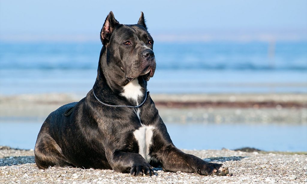 A black Cane Corso dog relaxes at the beach.