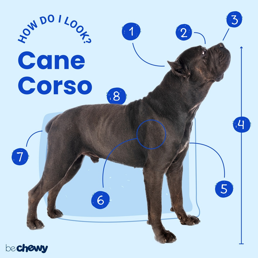 Cane Corso Dog Breed History & Characteristics
