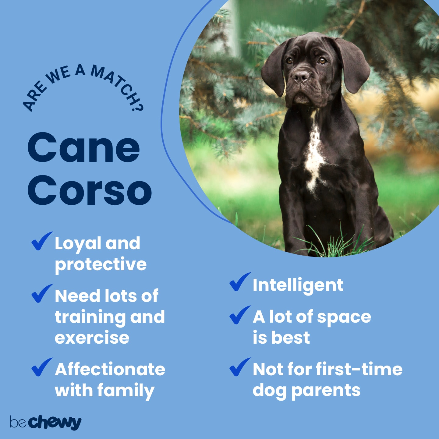 Cane Corso Dog Breed Details - My Dog's Name