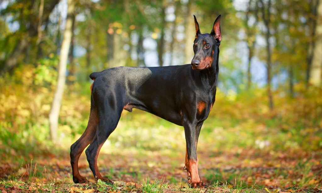 Doberman Pinscher dog breed