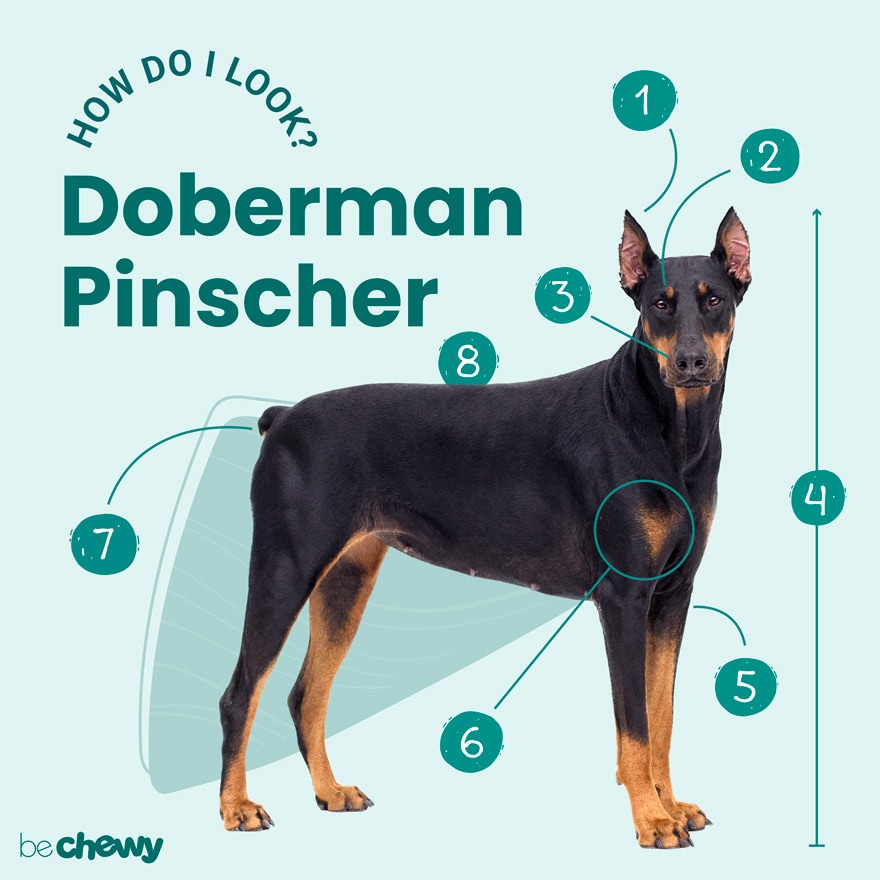 nominelt Gør det tungt lidenskab Doberman Pinscher Breed: Characteristics, Care & Photos | BeChewy