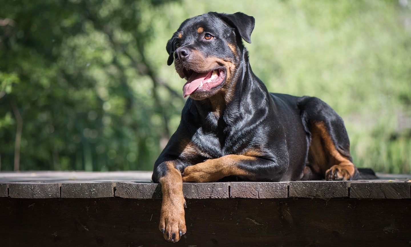 what color are rottweiler puppies
