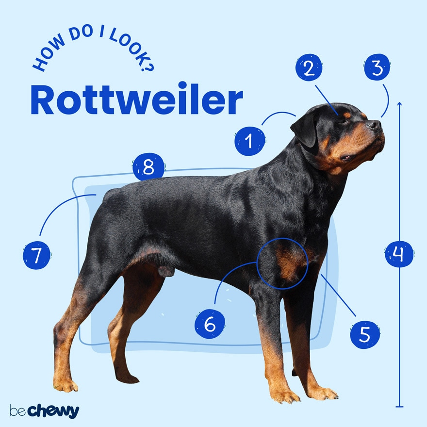 how much space does a rottweiler need?