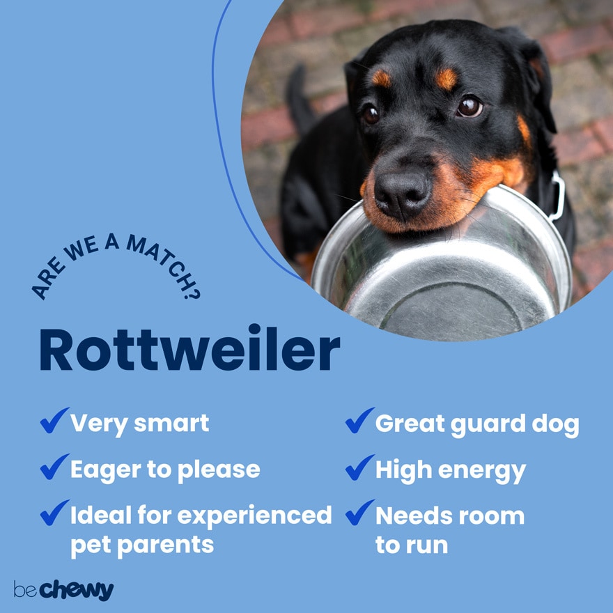 what are peoples guesses for the rottweiler
