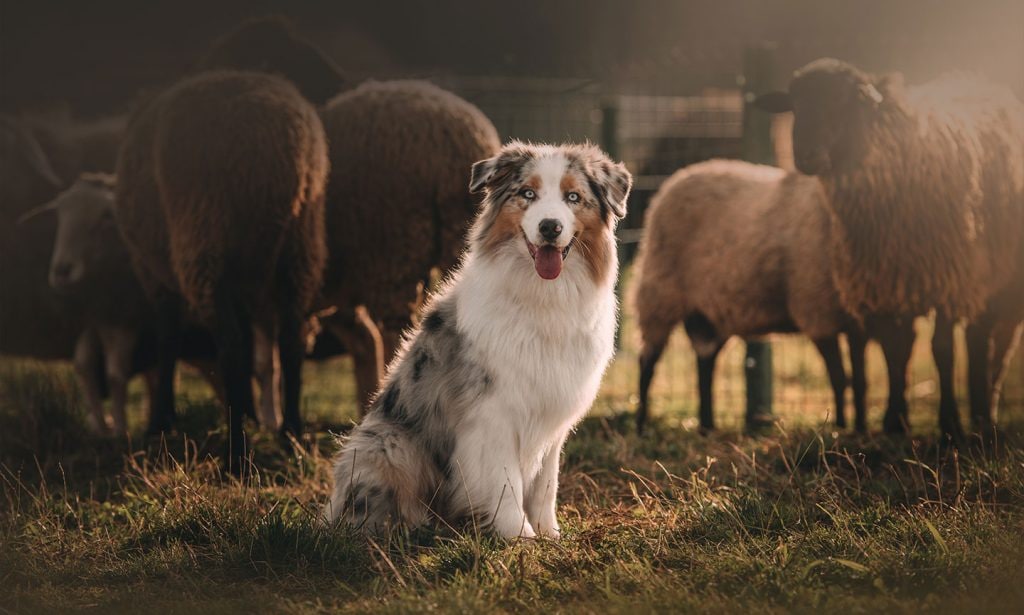 Australian Shepherds are known for their tri-colored coats and high energy. Get all the facts in our guide.