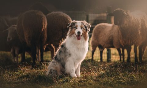 Australian shepherd best sale and lab