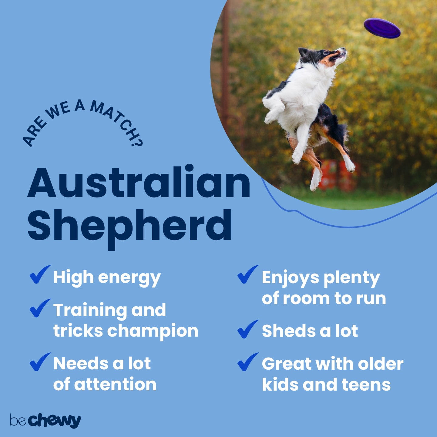 curious if australian shepherd dogs are hypoallergenic