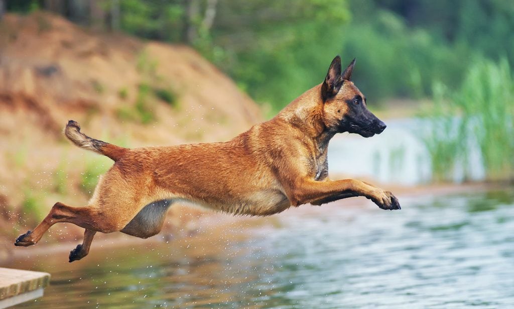 Get the information about the Belgian Malinois' traits, health and history in our complete guide.