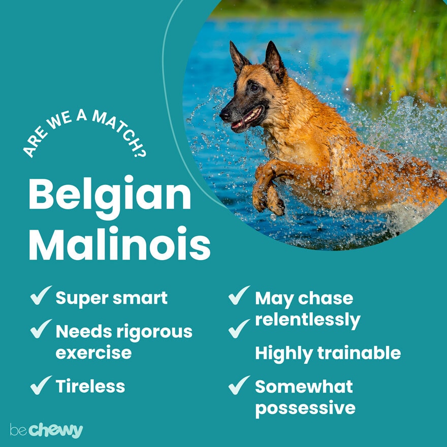 Belgian Malinois Breed Information, ManyPets