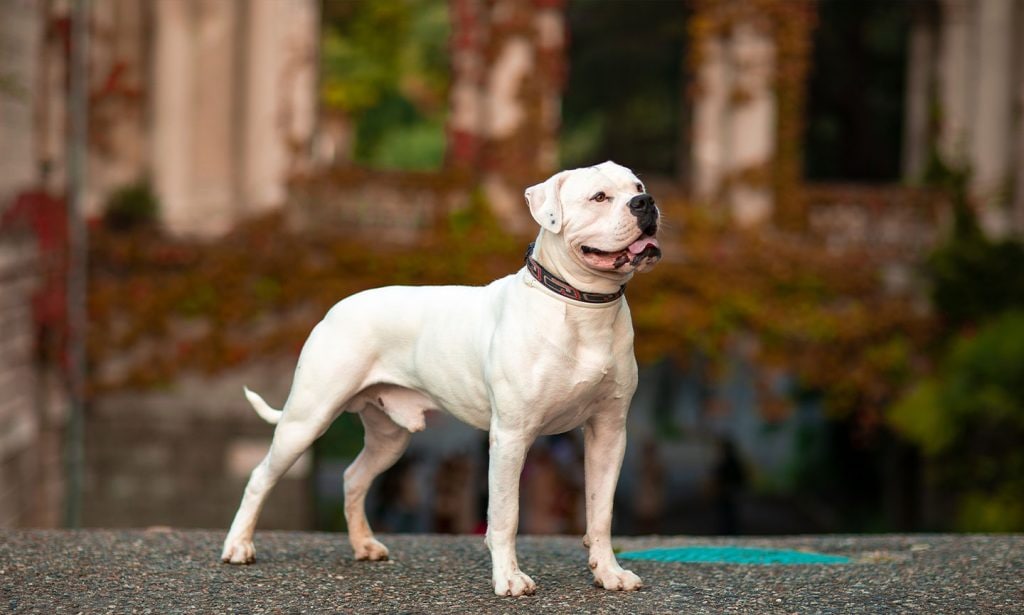 Get all the information about the American Bulldog from their personality traits to their history in our complete guide.
