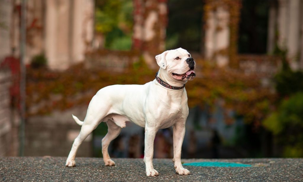 Pitbull terrier american bulldog 2024 mix