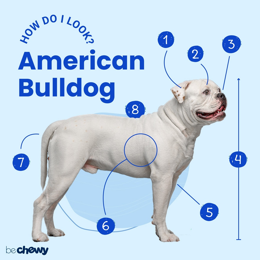 American Bulldog Full Grown