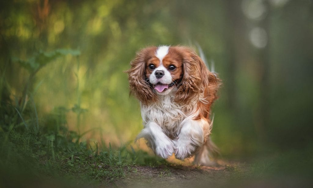 Cavalier King Charles Spaniel dog breed