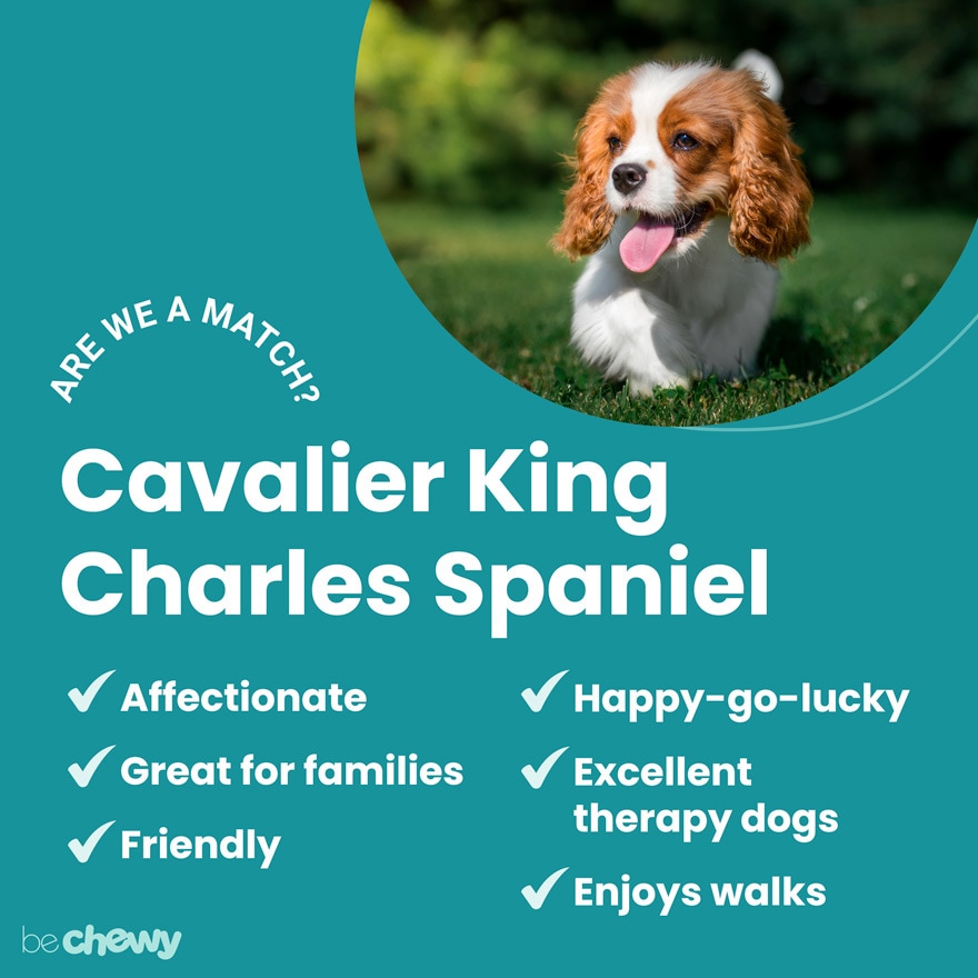 cavalier king charles spaniel mix