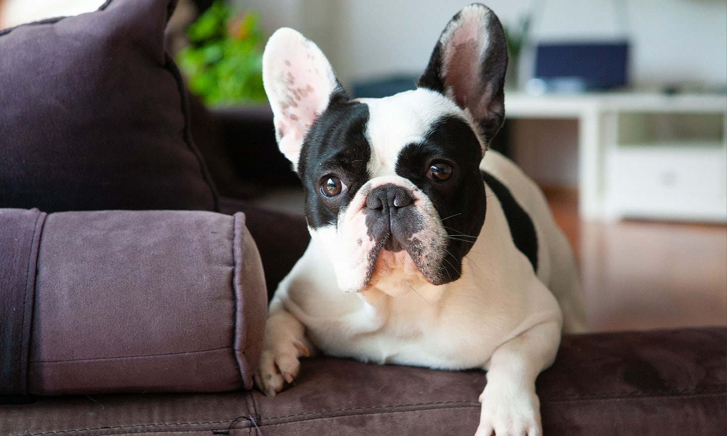 are french bulldogs good family pets