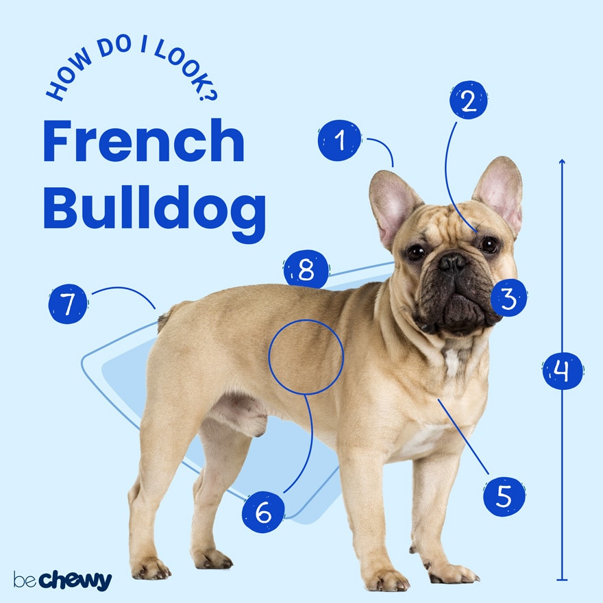 ▻ French Bulldog [2020] History, Appearance, Temperament