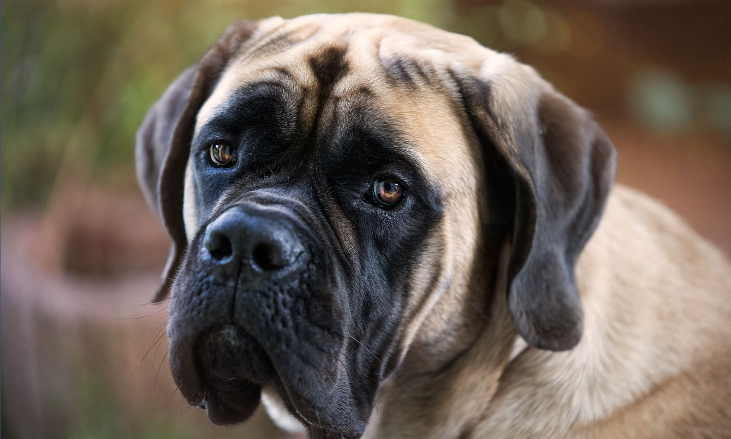 what is the best natural english mastiff chewable food