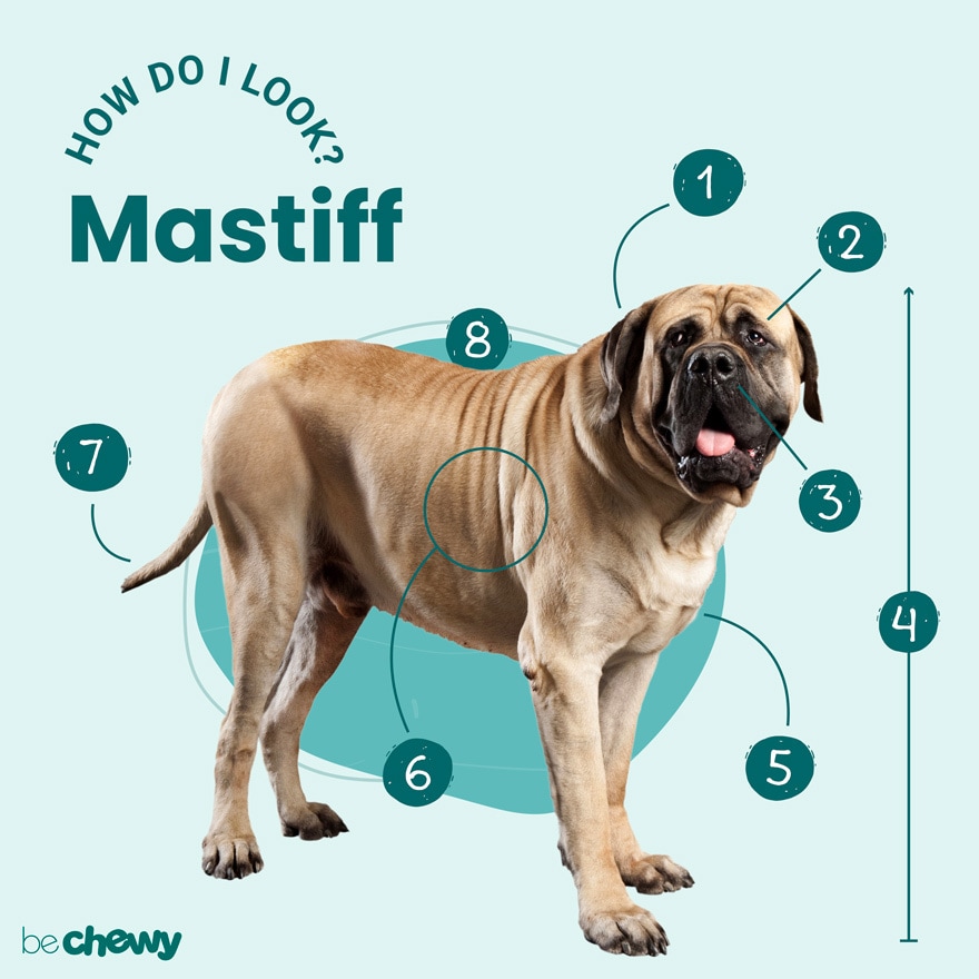 what are mastiffs used for