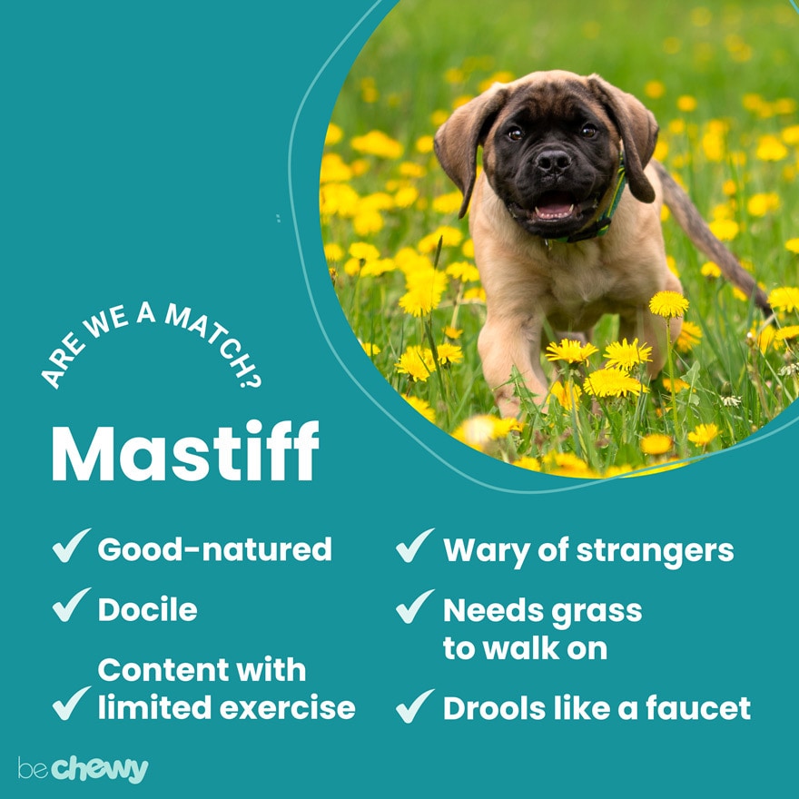 when and where were mastiff