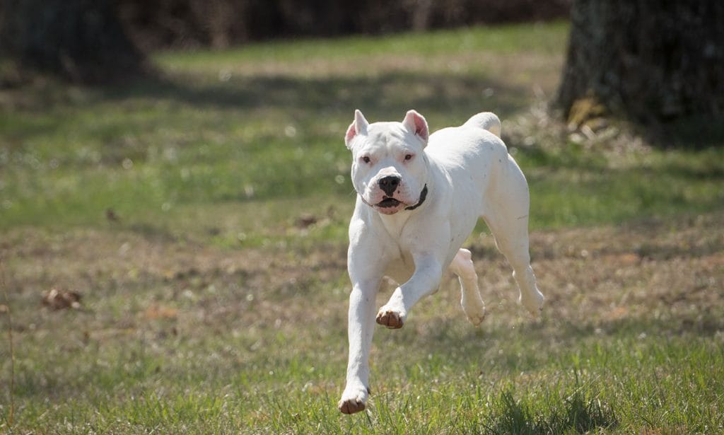 The Dogo Argentino dog is new to the AKC. Separate the facts from fiction with this loyal, fearless companion in our guide. 