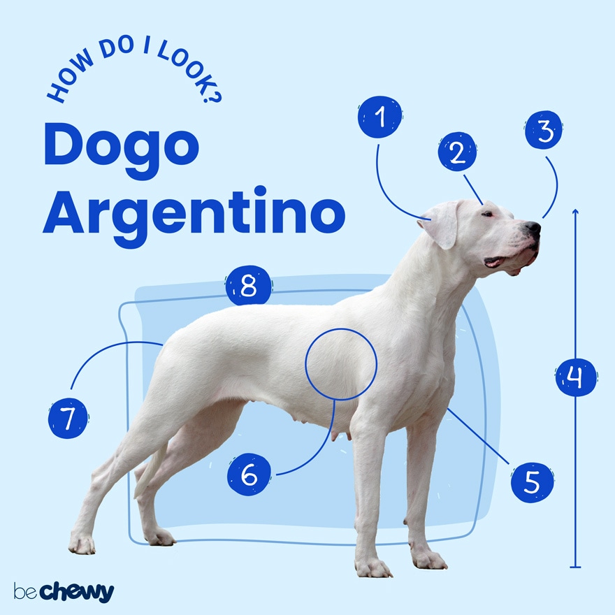 Dogo Argentino beautiful animal  Dogo argentino dog, Dogs, Dog breeds  pictures