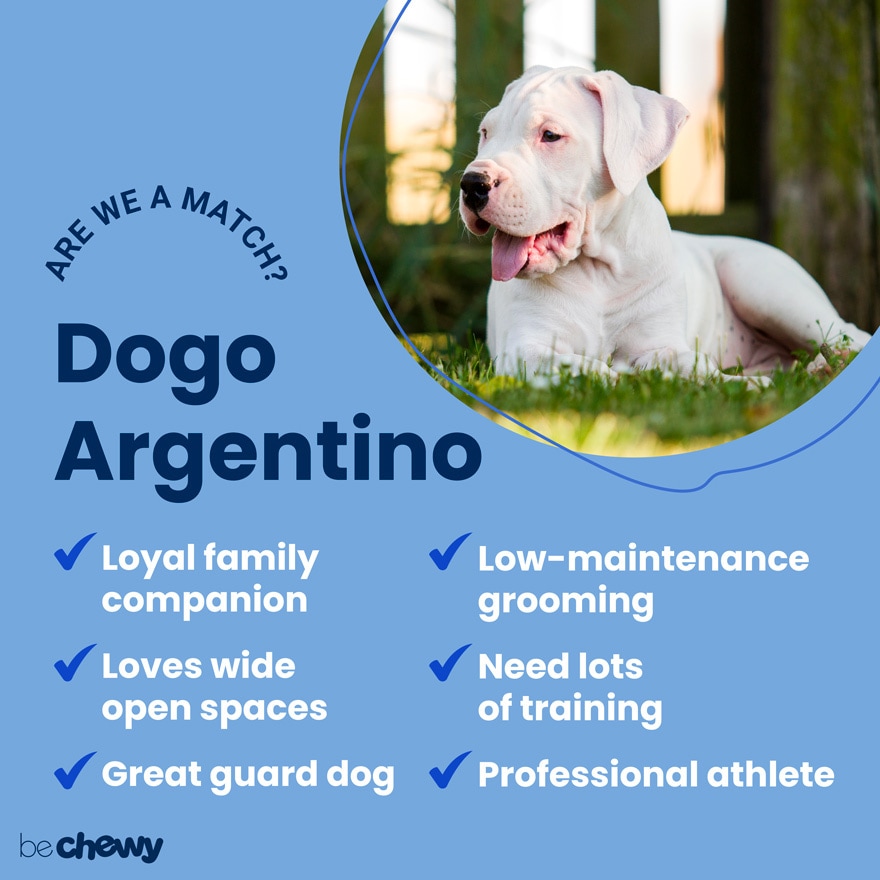 Dogo Argentino Dog Breed Information and Pictures