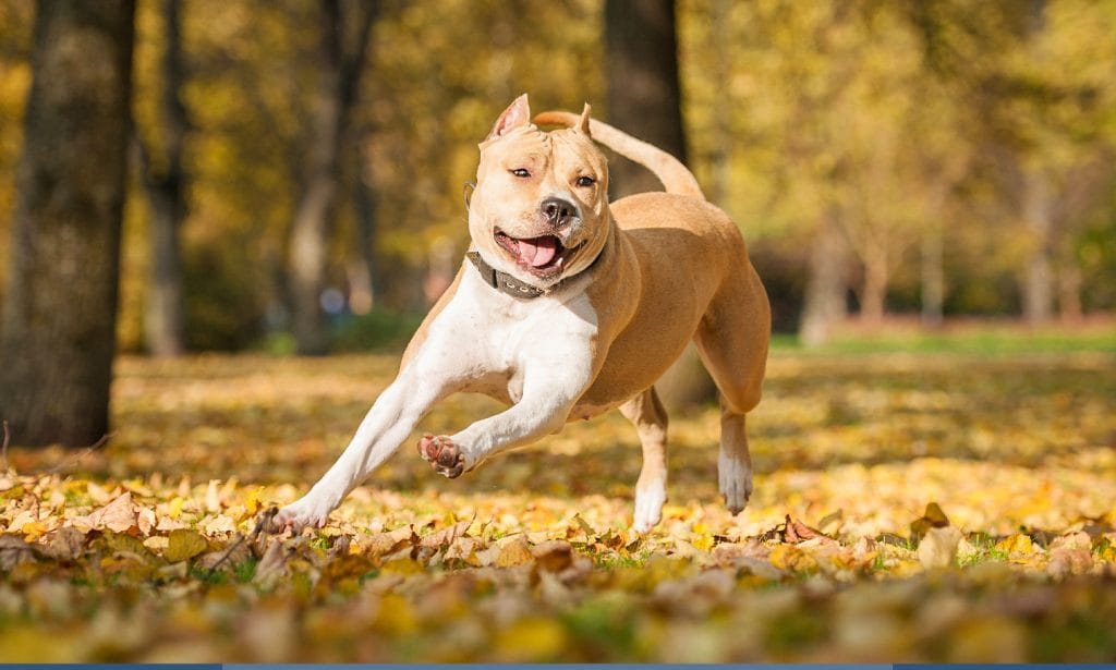 American Staffordshire Terriers are loyal to their family. See this guide for more AmStaff facts and breed information. 