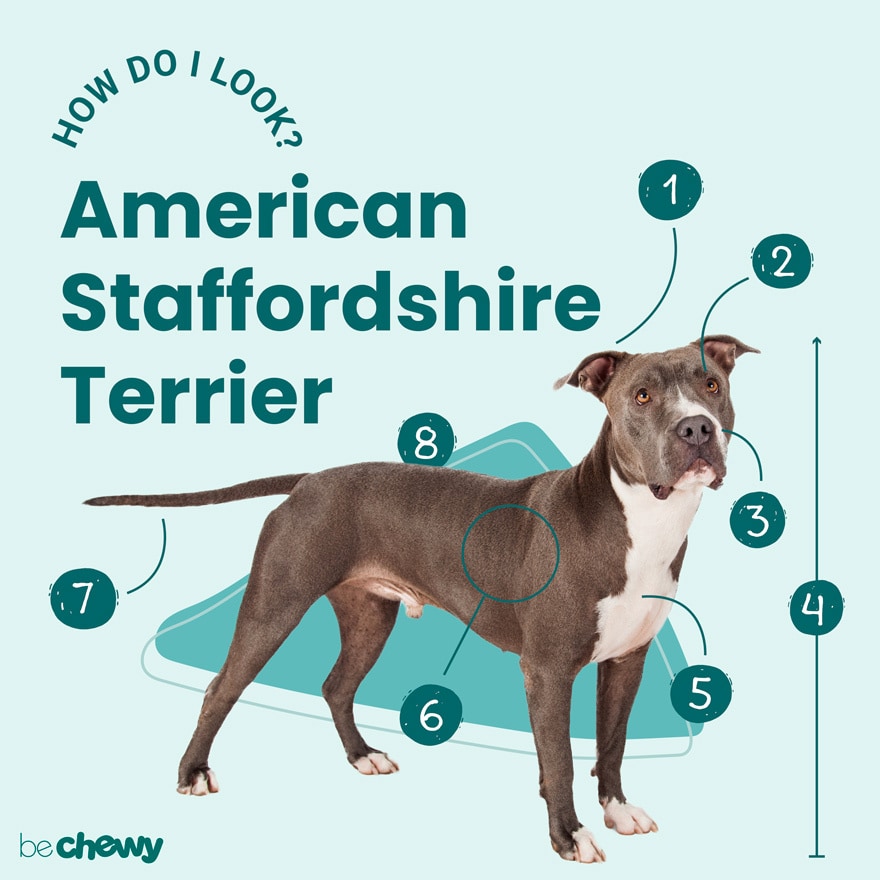 can a american staffordshire terrier guard a home