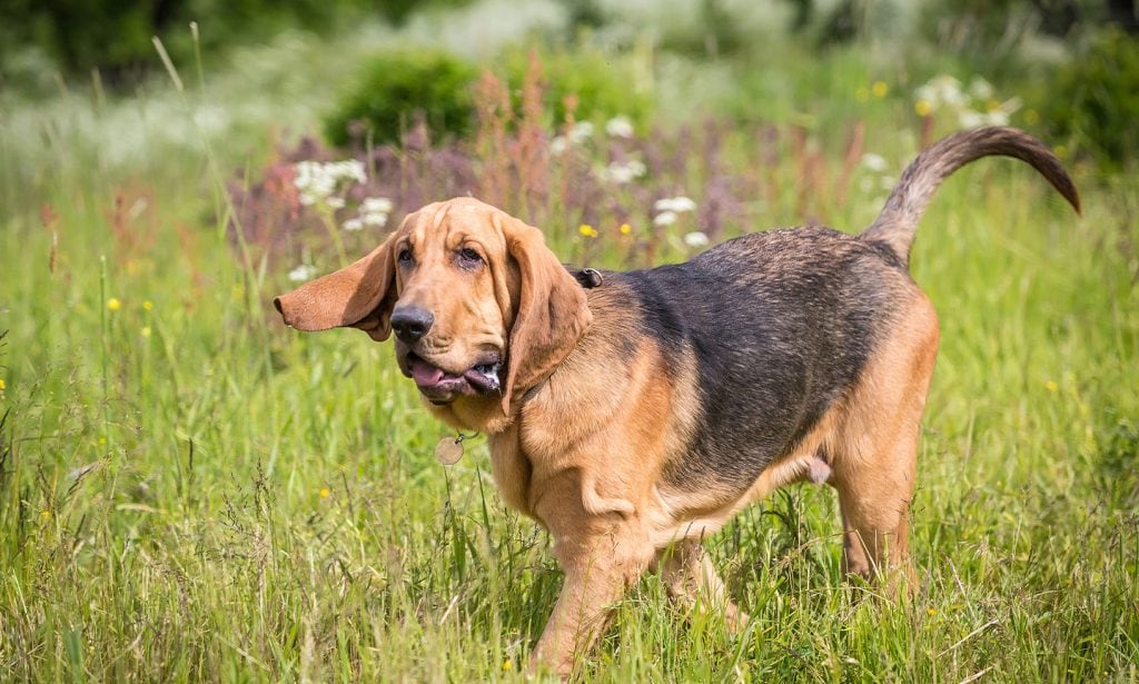Bloodhound dog breed