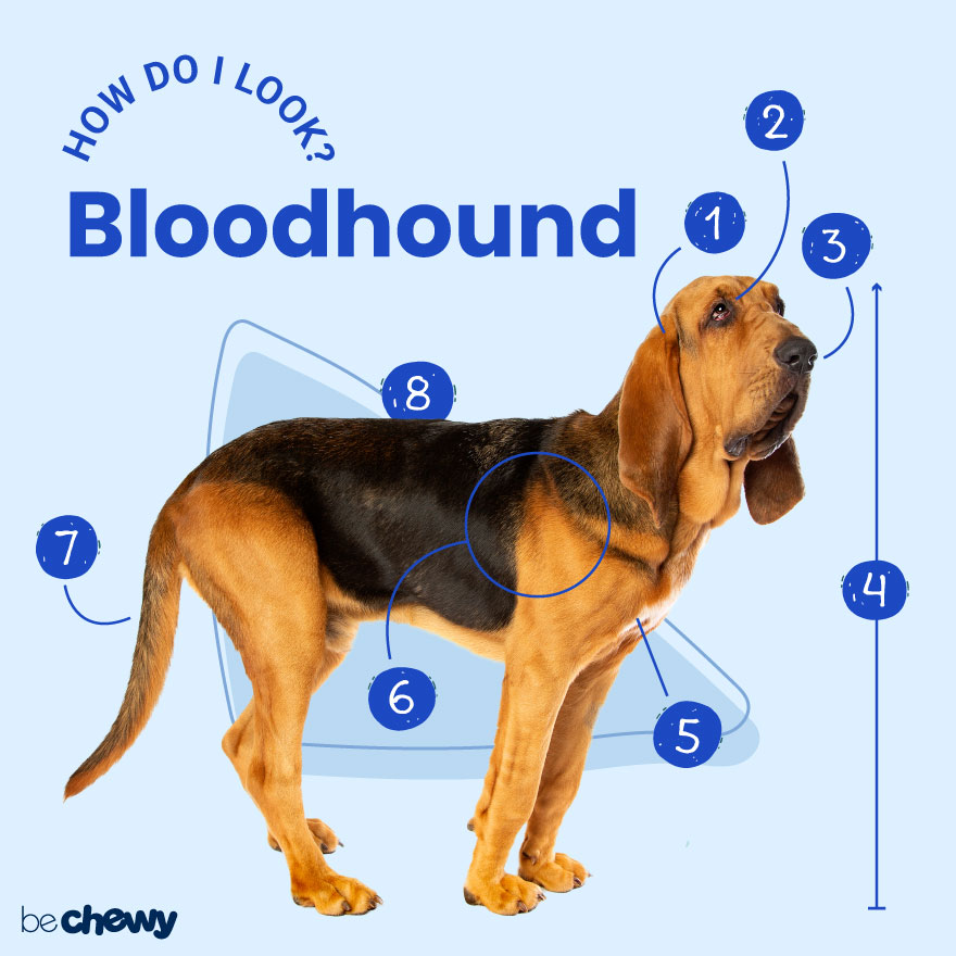 Bloodhound Shedding A Lot