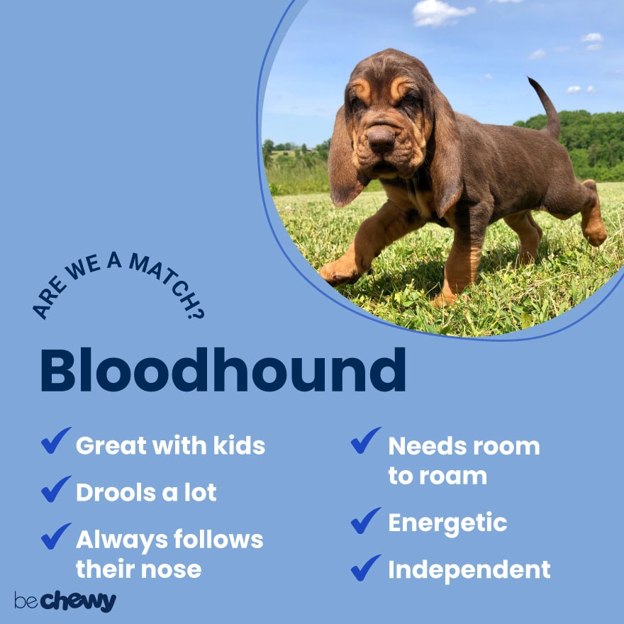 bloodhound mix puppy