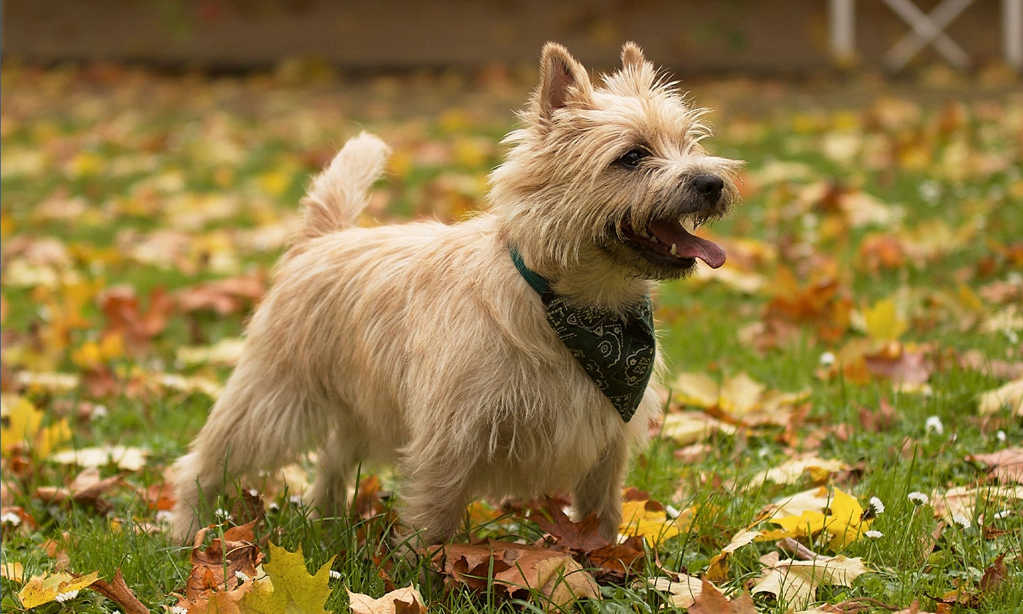 dine Forøge officiel Cairn Terrier Breed: Characteristics, Care & Photos | BeChewy