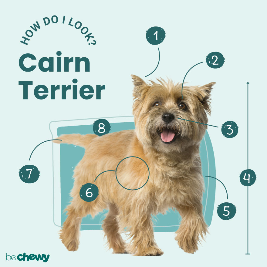 how long do cairn terrier mix live