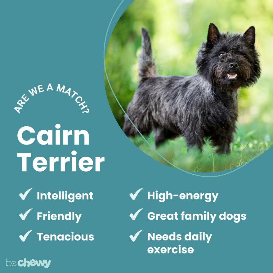 dine Forøge officiel Cairn Terrier Breed: Characteristics, Care & Photos | BeChewy