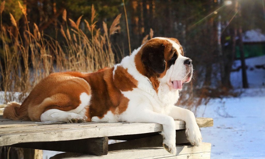  Dog breeds, Saint Bernard Dog