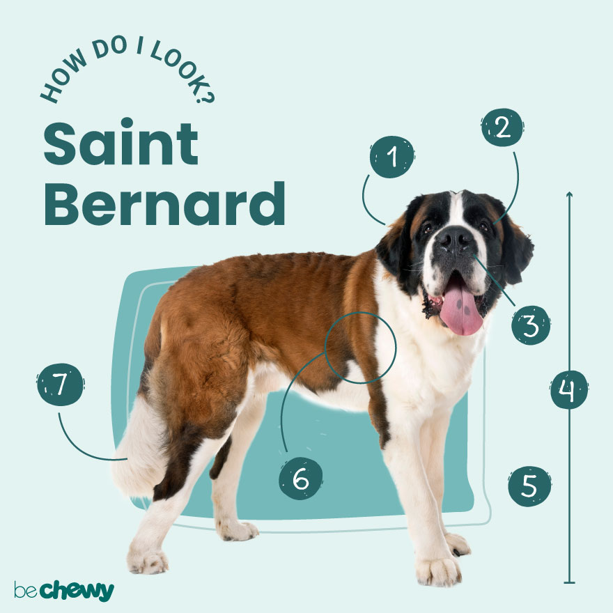 Saint Bernard Breed: Characteristics, Care & Photos | BeChewy