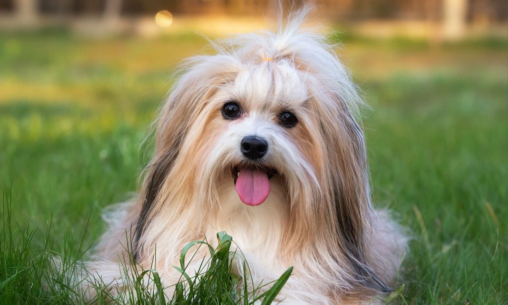Havanese are attractive, intelligent and funny dogs. Learn about this delightful toy breed in our guide.