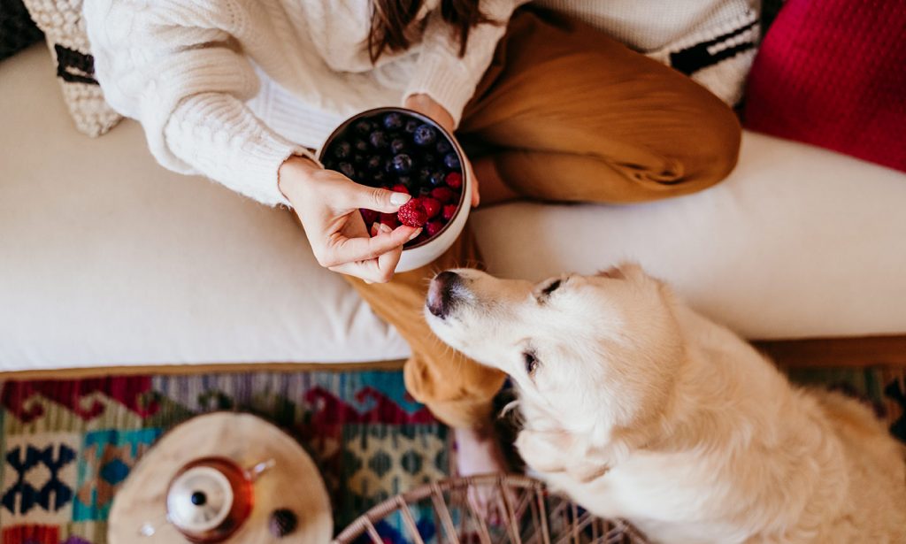 What Fruits Can Dogs Eat