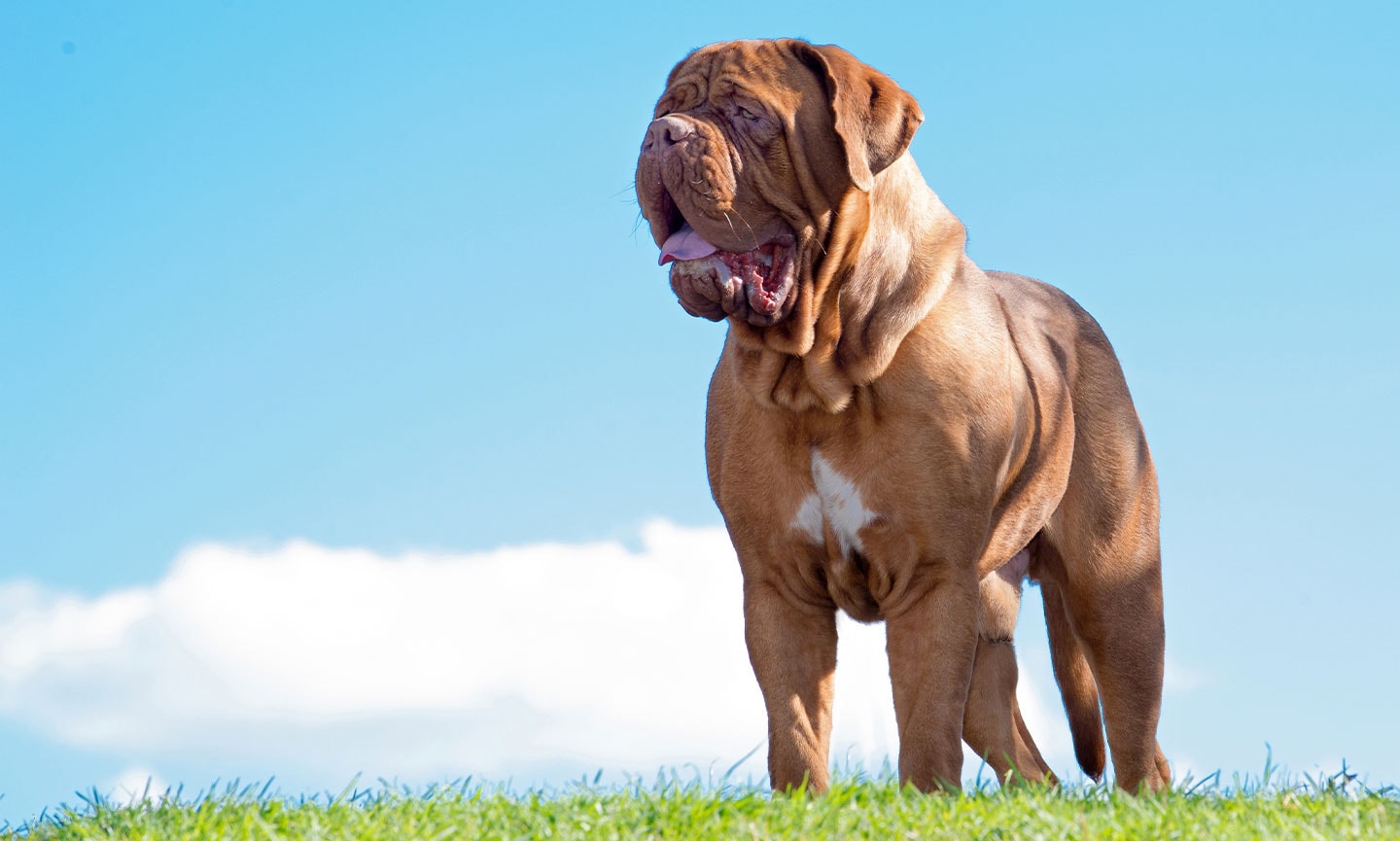 Dogue Bordeaux Breed: Characteristics, Photos BeChewy