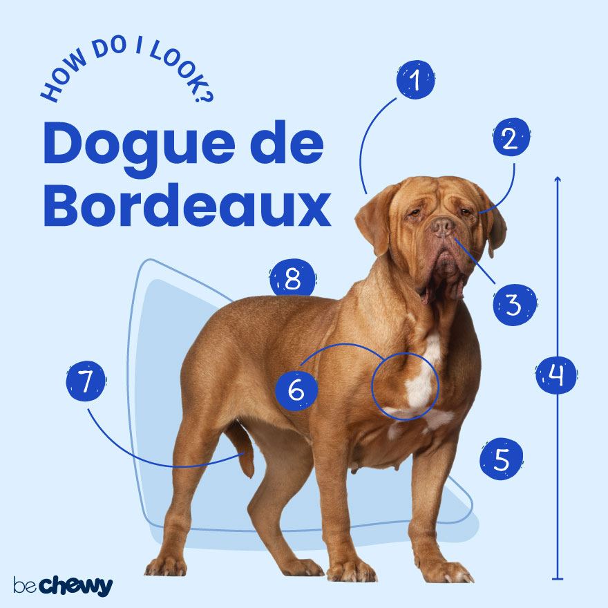 Dogue Breed: Characteristics, Care & Photos | BeChewy