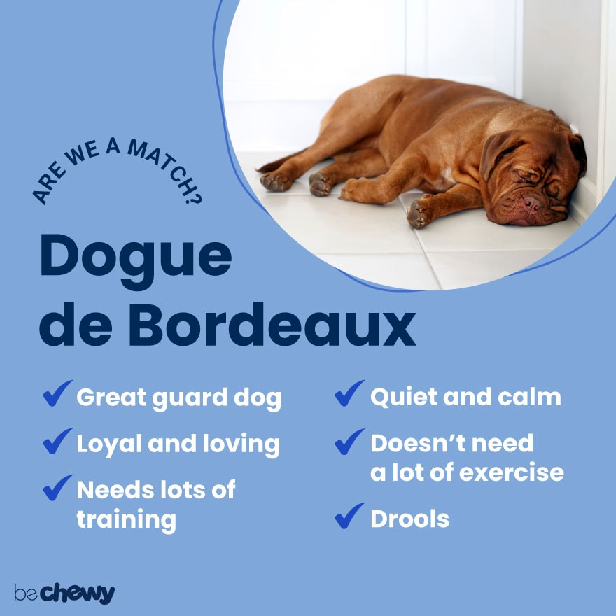 are dogue de bordeaux good guard dogs