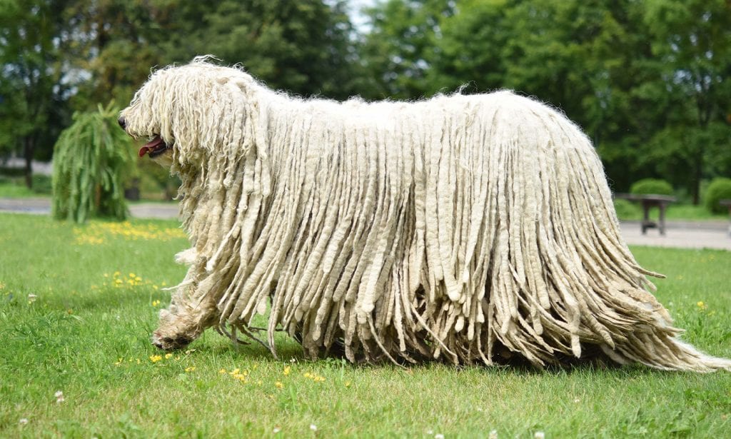 Is that a mop on the move? Nope, it's the Komondor dog, your new sidekick and bodyguard. 