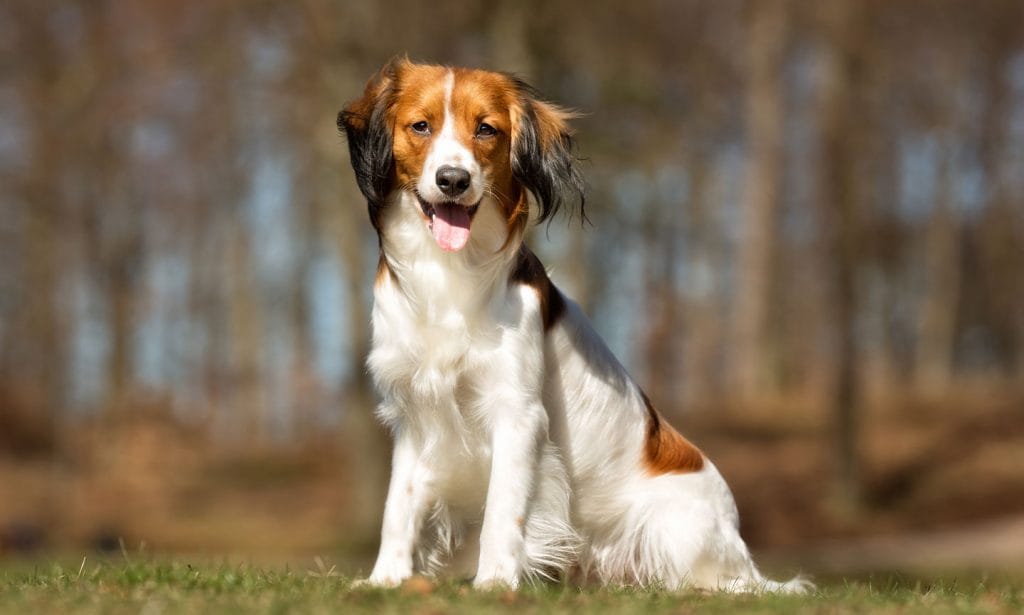 Get all the facts about the good-natured and rare breed, Nederlandse Kooikerhondje, in our guide.