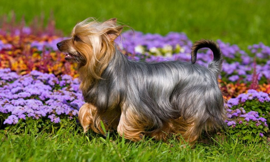 Silky Terrier dog breed