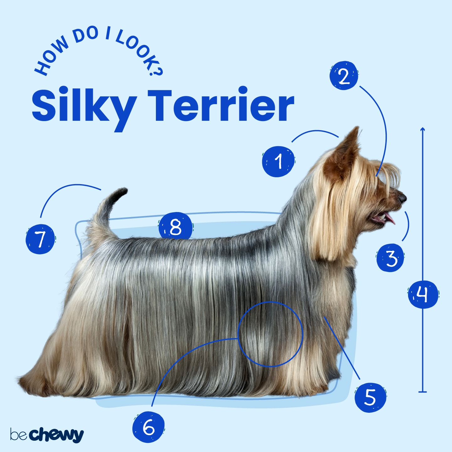 are silky terriers smart dogs