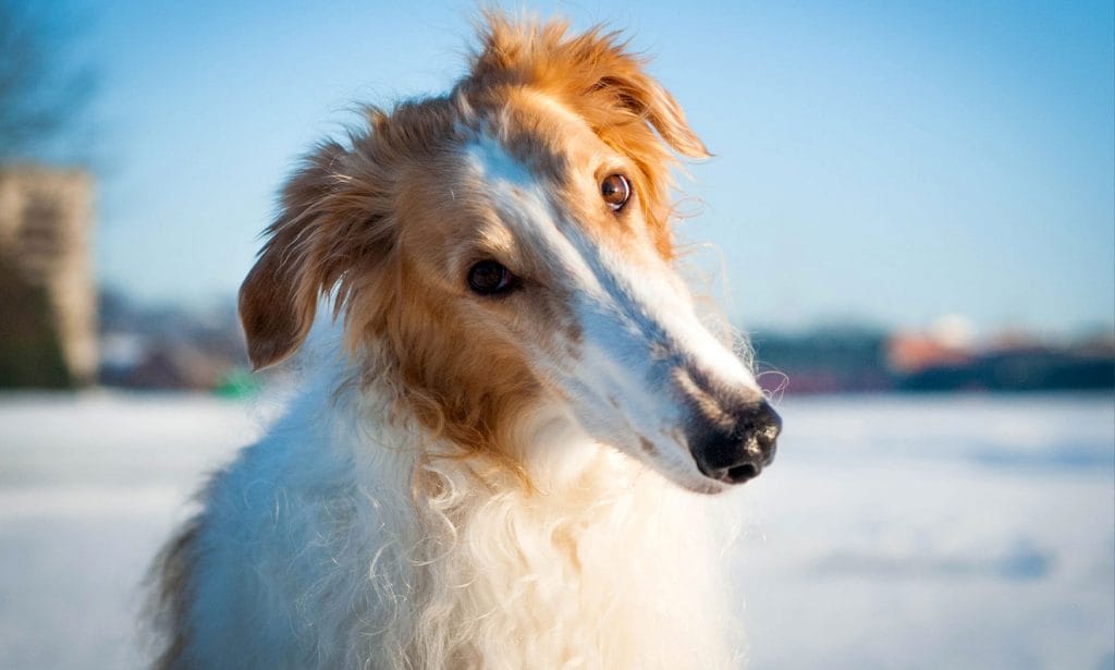 Thinking about raising a Borzoi? These dogs love to run and love quiet time, too. Is the Borzoi breed a good match for you?