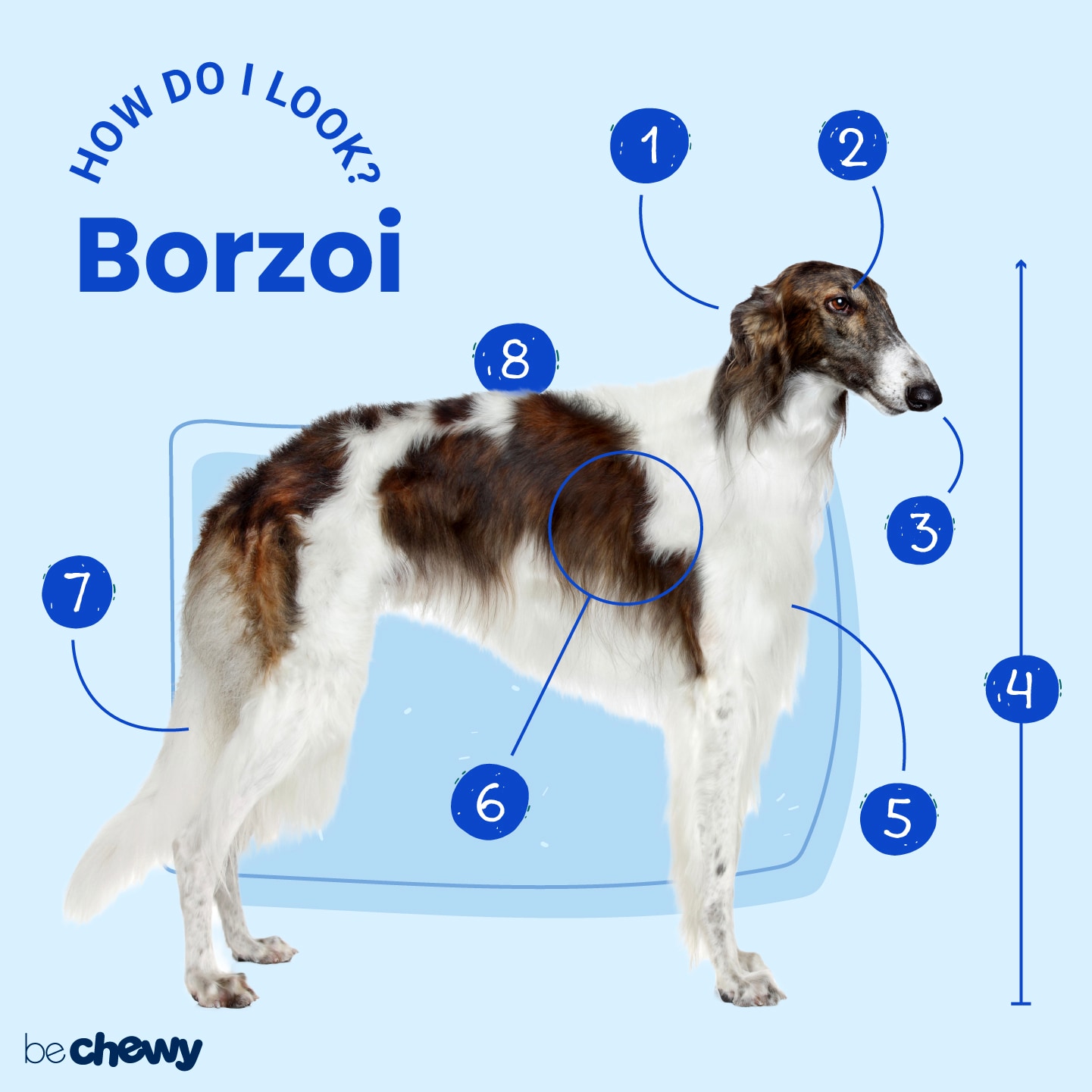 borzoi shedding a lot