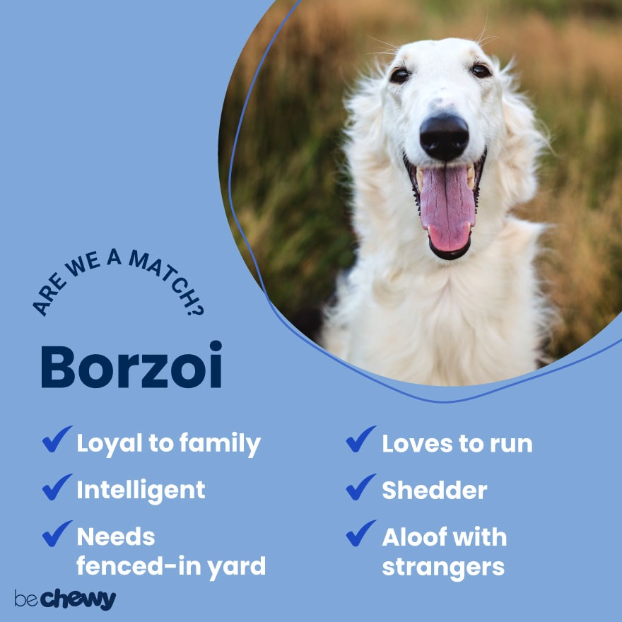 borzoi shedding a lot