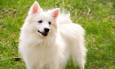 American Eskimo Dog Breed: Characteristics, Care & Photos | BeChewy