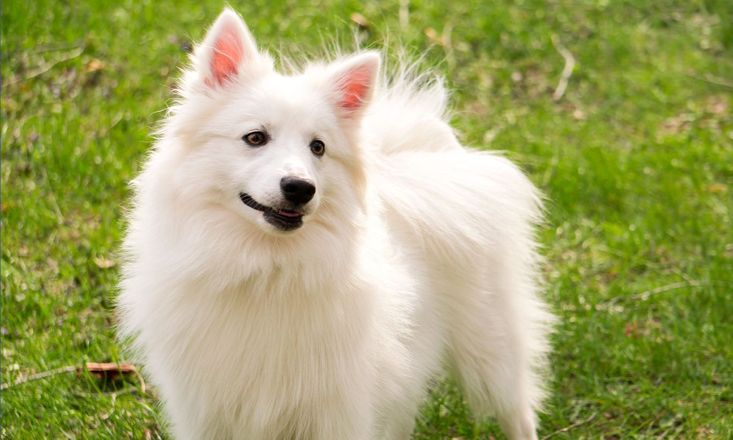 a dog which looks like american eskimo but bigger
